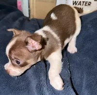 Female chihuahua pup (thin blaze) READY NOW, a female Chihuahua for sale in Hopkins, MI – 6 of 8