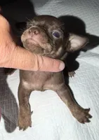 Male purebred chihuahua pup chocolate and brown, a male Chihuahua for sale in Hopkins, MI – 7 of 7