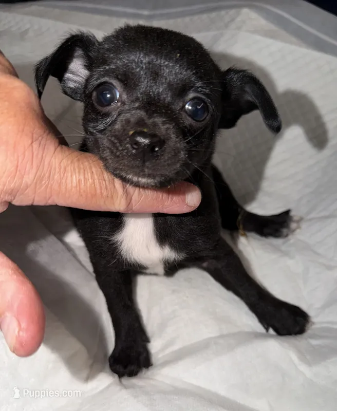 Shorthair black and white male chihuahua pup – Chihuahua puppy for sale in Hopkins, MI