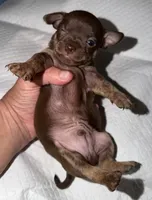 Male purebred chihuahua pup chocolate and brown, a male Chihuahua for sale in Hopkins, MI – 6 of 7