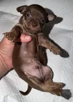 Male purebred chihuahua pup chocolate and brown, a male Chihuahua for sale in Hopkins, MI – 4 of 7