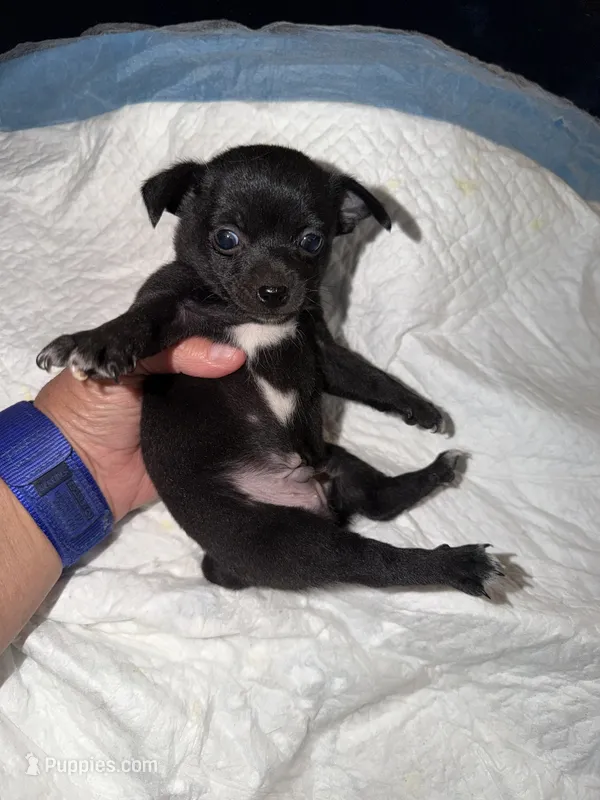 Shorthair black and white male chihuahua pup – Chihuahua puppy for sale in Hopkins, MI