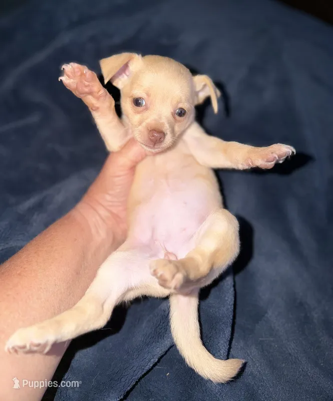Kahlani's red female chihuahua pup – Chihuahua puppy for sale in Hopkins, MI