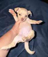 Kahlani's red female chihuahua pup, a female Chihuahua for sale in Hopkins, MI – 1 of 5