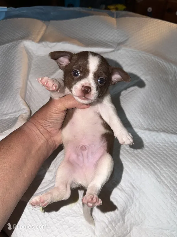 Male chihuahua pup - white chocolate and brown – Chihuahua puppy for sale in Hopkins, MI