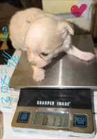 Longhair female fawn and white chihuahua pup, a female Chihuahua for sale in Hopkins, MI – 3 of 8