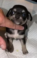 Shorthair black tri female chihuahua pup, a female Chihuahua for sale in Hopkins, MI – 5 of 6