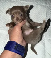 longhaired blue and white chihuahua pup, a male Chihuahua for sale in Hopkins, MI – 2 of 6