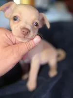 Kahlani's red female chihuahua pup, a female Chihuahua for sale in Hopkins, MI – 3 of 5