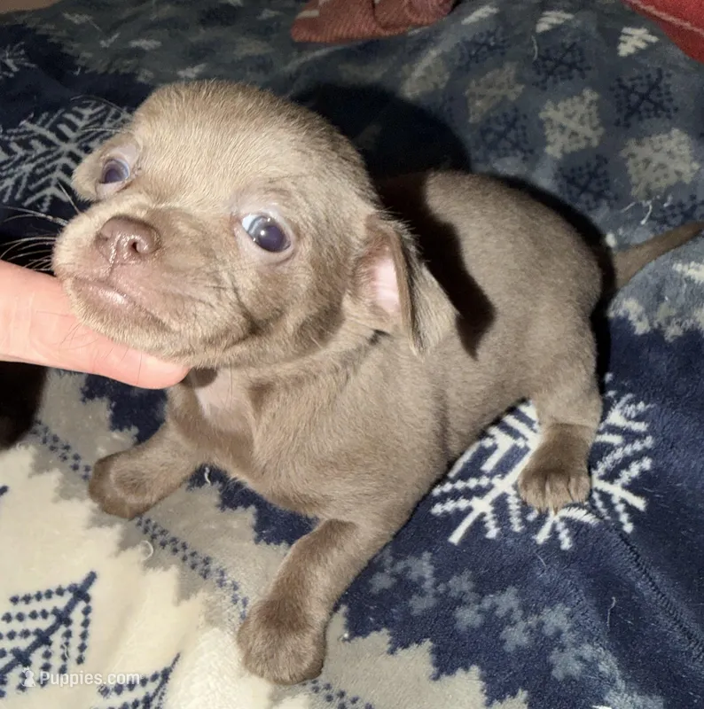 Shorthair blue fawn female – Chihuahua puppy for sale in Hopkins, MI