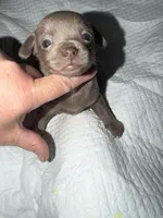 Shorthair blue fawn female, a female Chihuahua for sale in Hopkins, MI – Photo 8 of 10
