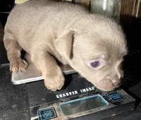 Shorthair blue fawn female, a female Chihuahua for sale in Hopkins, MI – Photo 7 of 10