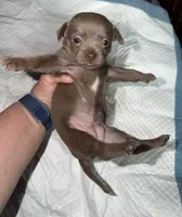 Shorthair blue fawn female, a female Chihuahua for sale in Hopkins, MI – Photo 4 of 10