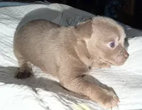 Shorthair blue fawn female, a female Chihuahua for sale in Hopkins, MI – Photo 5 of 10