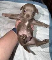 Shorthair blue fawn female, a female Chihuahua for sale in Hopkins, MI – Photo 3 of 10
