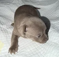 Shorthair blue fawn female, a female Chihuahua for sale in Hopkins, MI – Photo 2 of 10