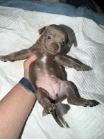 Shorthair blue fawn female, a female Chihuahua for sale in Hopkins, MI – Photo 9 of 10