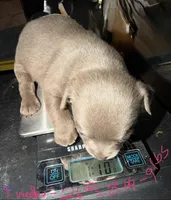 Shorthair blue fawn female, a female Chihuahua for sale in Hopkins, MI – Photo 6 of 10