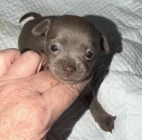 Shorthair blue fawn female, a female Chihuahua for sale in Hopkins, MI – Photo 1 of 10