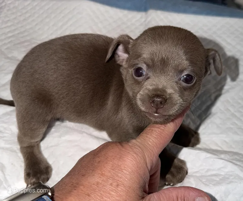 Shorthair blue fawn female – Chihuahua puppy on hold in Hopkins, MI