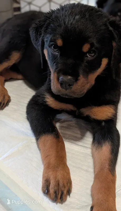 Angel – Rottweiler puppy for sale in Pocahontas, IL