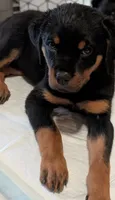 Angel, a female Rottweiler for sale in Pocahontas, IL – 1 of 1