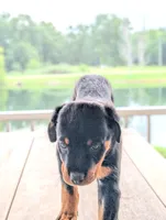 Stasi, a female Rottweiler for sale in Pocahontas, IL – 1 of 4