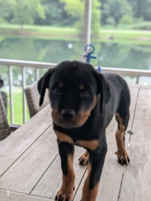 Nala – Rottweiler puppy for sale in Pocahontas, IL