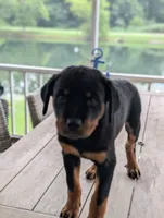 Nala, a female Rottweiler for sale in Pocahontas, IL – 1 of 4