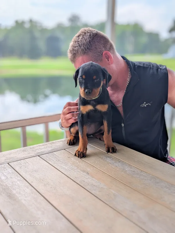Gemma – Rottweiler puppy for sale in Pocahontas, IL