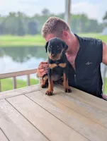 Gemma, a female Rottweiler for sale in Pocahontas, IL – 1 of 2