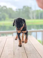 Stasi, a female Rottweiler for sale in Pocahontas, IL – 3 of 4