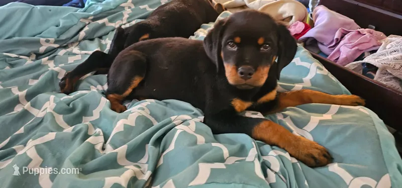 Stasi – Rottweiler puppy for sale in Pocahontas, IL