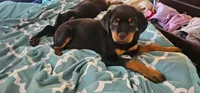 Stasi, a female Rottweiler for sale in Pocahontas, IL – 1 of 5