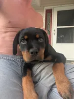 Gemma, a female Rottweiler for sale in Pocahontas, IL – 3 of 4
