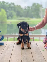 Nala, a female Rottweiler for sale in Pocahontas, IL – 4 of 4