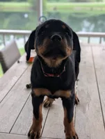 Nala, a female Rottweiler for sale in Pocahontas, IL – 2 of 4