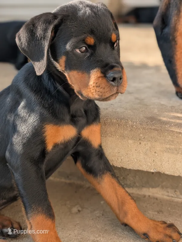 Gemma – Rottweiler puppy for sale in Pocahontas, IL