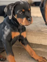 Gemma, a female Rottweiler for sale in Pocahontas, IL – 1 of 4