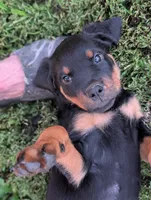 Big Foot , a male Rottweiler for sale in Pocahontas, IL – 1 of 1