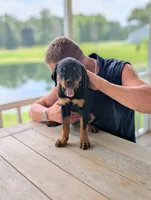 Gemma, a female Rottweiler for sale in Pocahontas, IL – 2 of 2