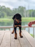 Stasi, a female Rottweiler for sale in Pocahontas, IL – 2 of 4