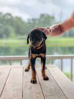 Stasi, a female Rottweiler for sale in Pocahontas, IL – 4 of 4