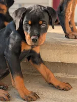 Stasi, a female Rottweiler for sale in Pocahontas, IL – 2 of 5