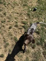 Bella , a female German Shorthaired Pointer for sale in Philadelphia, PA – 6 of 9