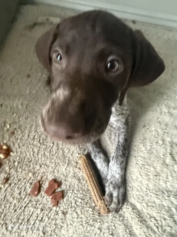 Lucy – German Shorthaired Pointer puppy for sale in Philadelphia, PA