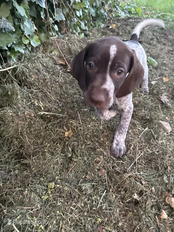 Sarah – German Shorthaired Pointer puppy for sale in Philadelphia, PA