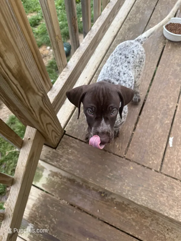 Victor – German Shorthaired Pointer puppy for sale in Philadelphia, PA