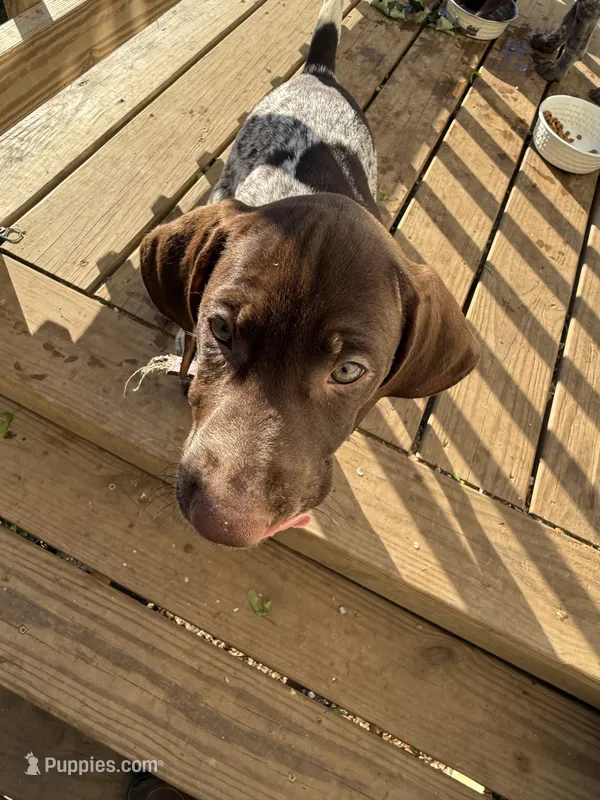 Lucy – German Shorthaired Pointer puppy for sale in Philadelphia, PA