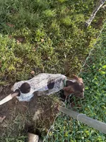 Stella, a female German Shorthaired Pointer for sale in Philadelphia, PA – 6 of 10
